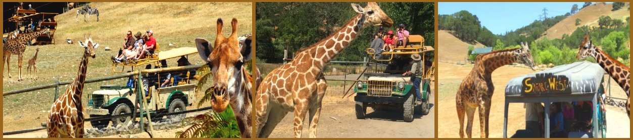 SF-Wild-Safari-Jee-Tour-Animal-Park-California